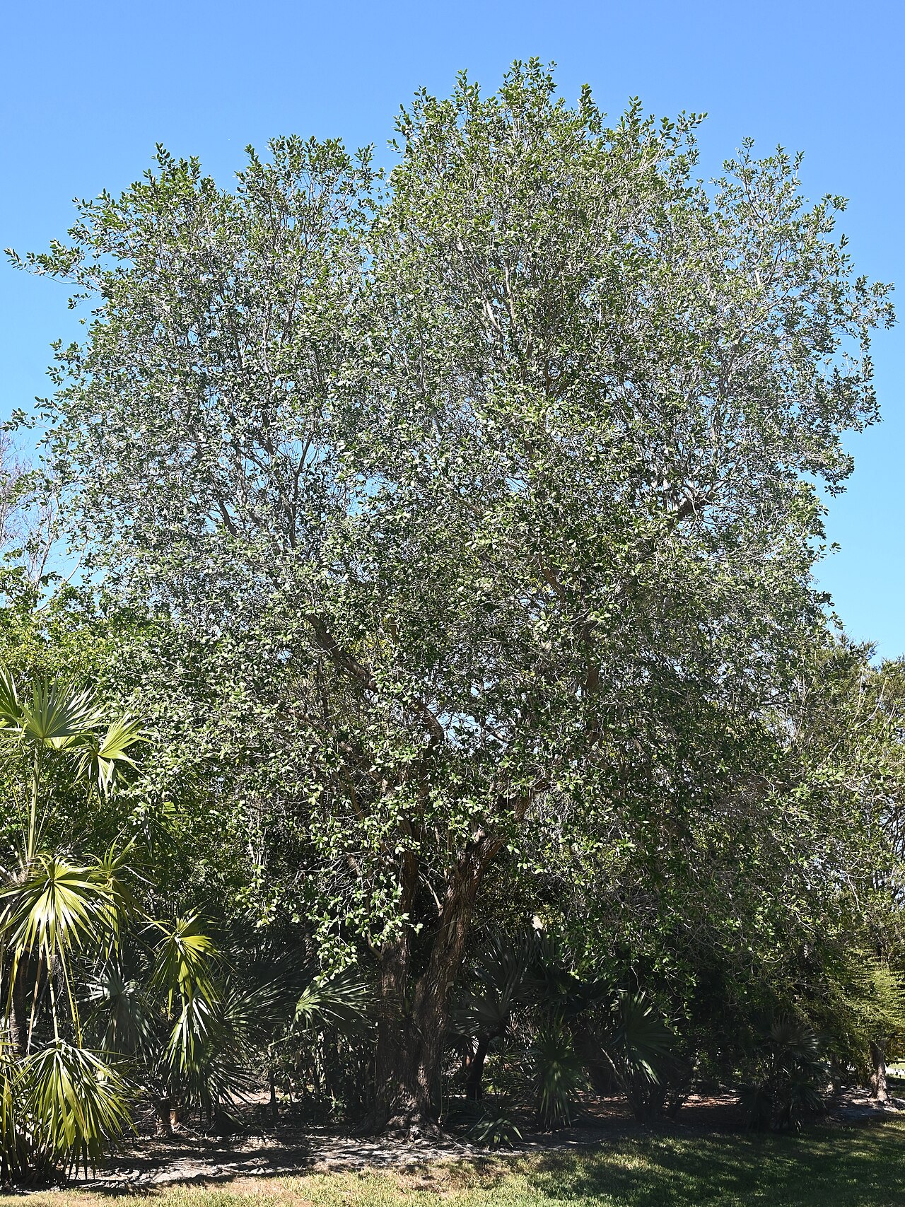 Catalpa macrocarpa: Catalpa macrocarpa in the Fairchild Tropical Botanic Garden, Miami