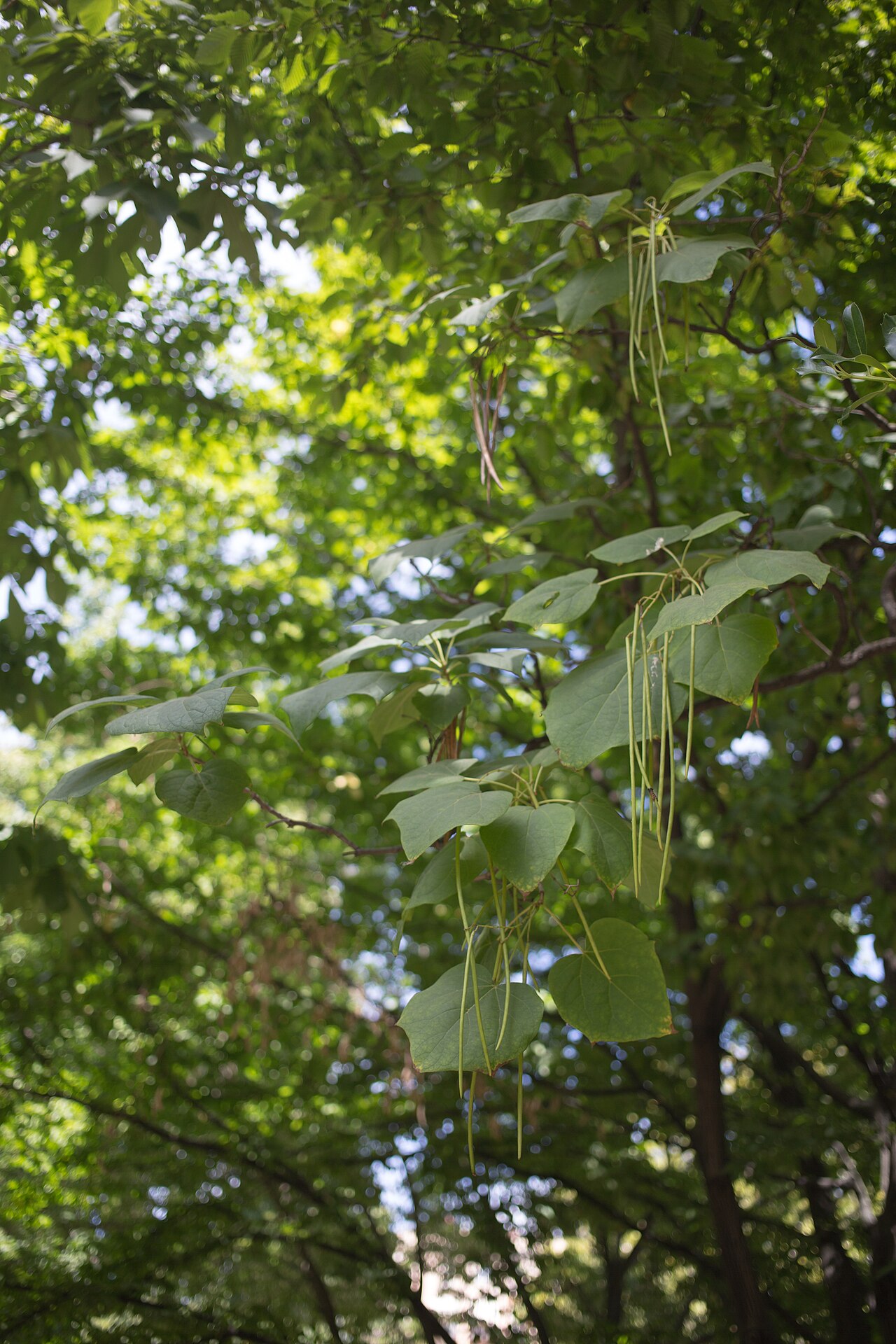 Chinese catalpa: Catalpa ovata