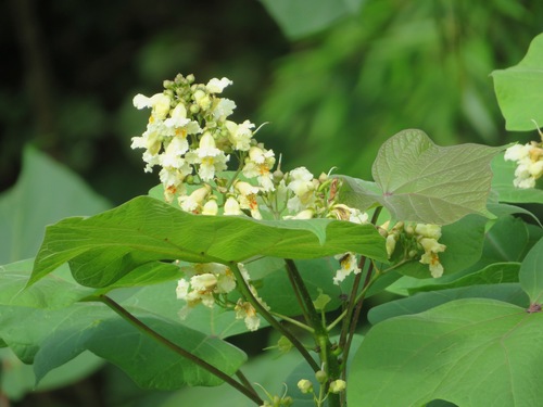 Chinese catalpa (Catalpa ovata)