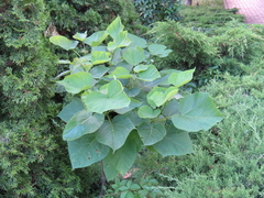 Chinese catalpa (Catalpa ovata)