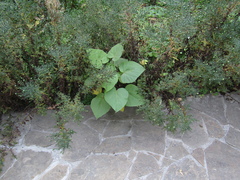 Chinese catalpa (Catalpa ovata)