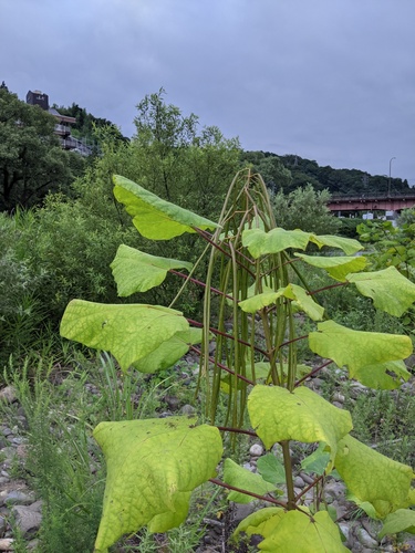 Chinese catalpa (Catalpa ovata)