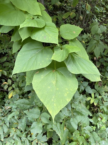 Chinese catalpa (Catalpa ovata)