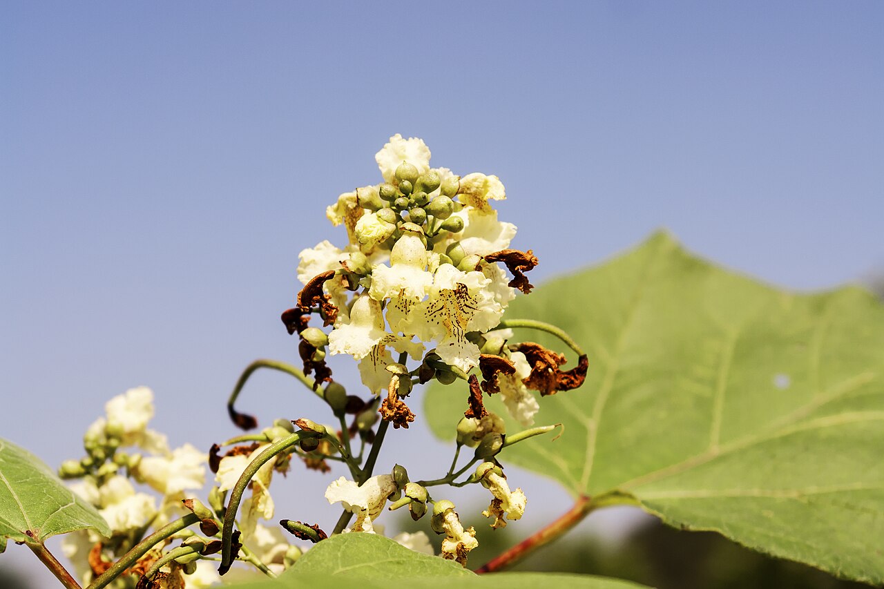 Chinese catalpa: Catalpa ovata