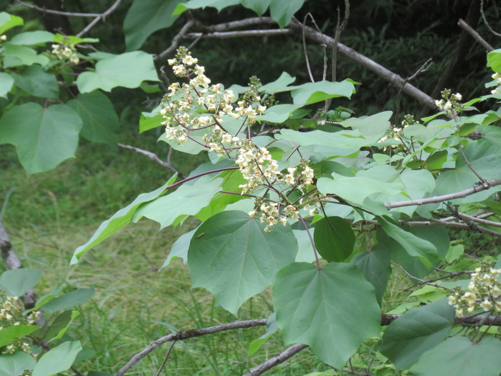 Chinese catalpa (Catalpa ovata)