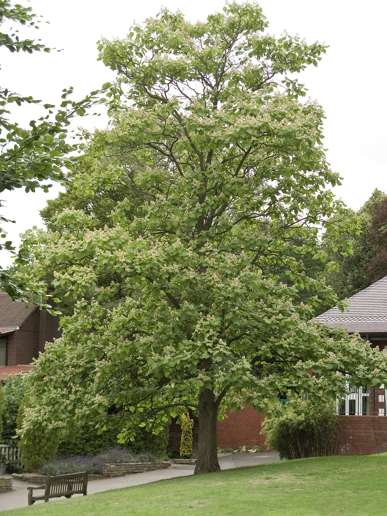 Chinese catalpa: Catalpa ovata , growing at Birmingham Botanical Gardens & Glasshouses