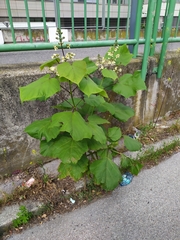 Chinese catalpa (Catalpa ovata)