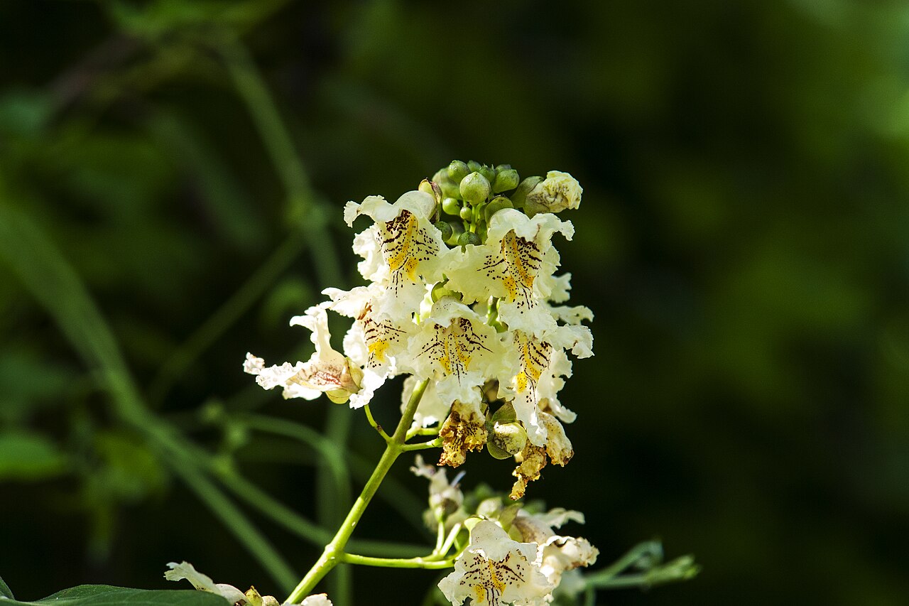 Chinese catalpa: Catalpa ovata