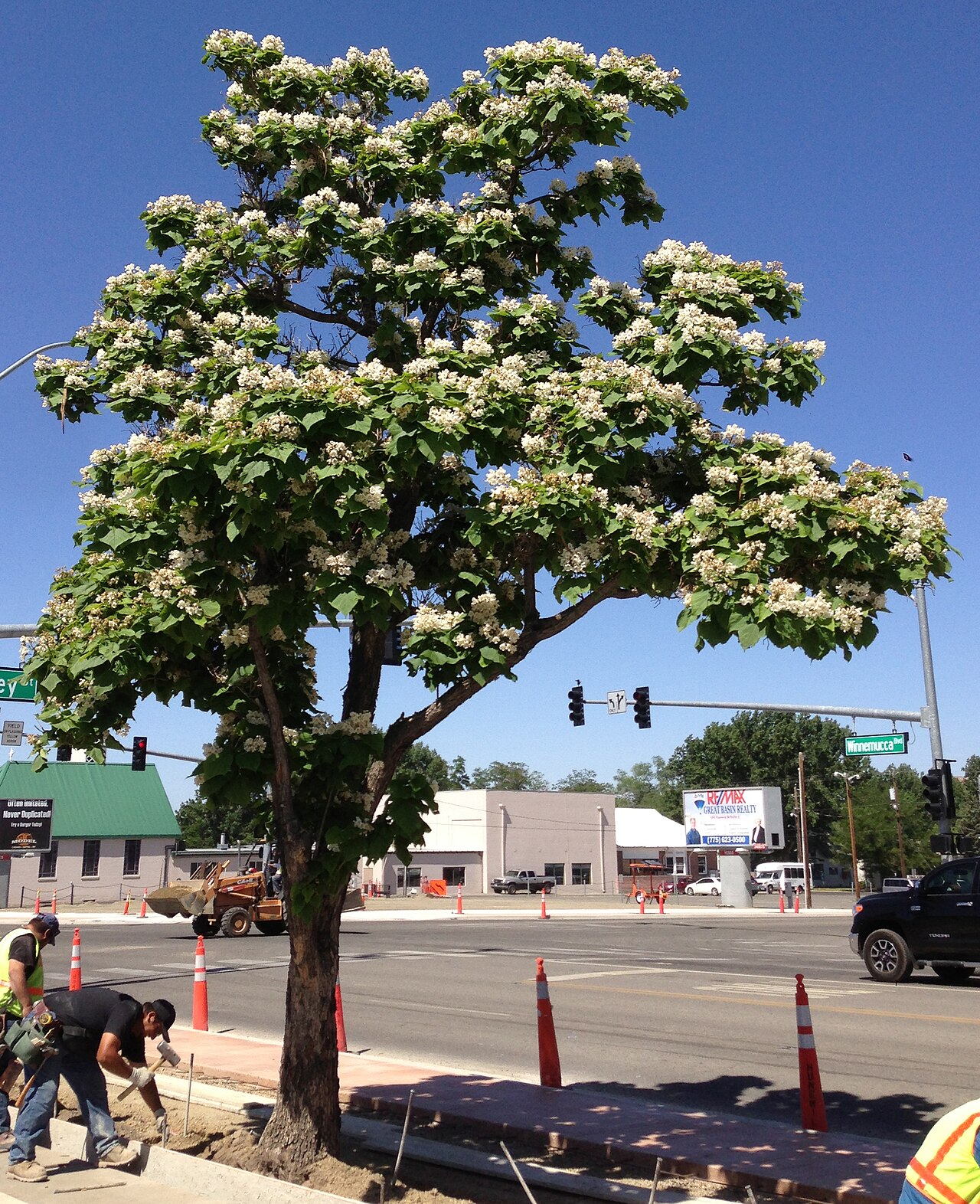 Northern catalpa: Catalpa speciosa in flower along Nevada State Route 289 (Winnemucca Boulevard) near U.S. Route 95 (West Winnemucca Boulevard and Melarkey Street) in Winnemucca,