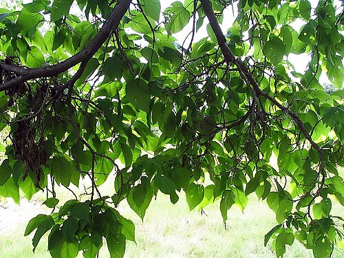 Northern catalpa: Location taken: <a href=" http://www.usna.usda.gov/ " target="_blank">the United States National Arboretum</a>, Washington D.C.. Names: Catalpa speciosa Warder