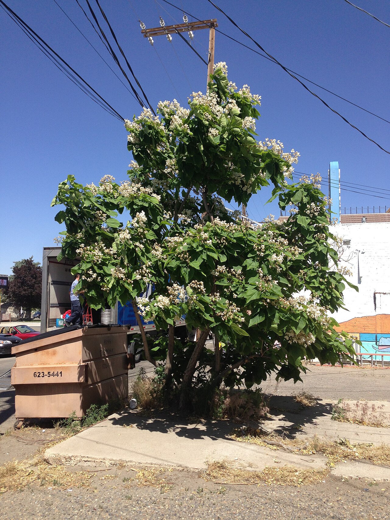 Northern catalpa: Catalpa speciosa in flower in Winnemucca, Nevada