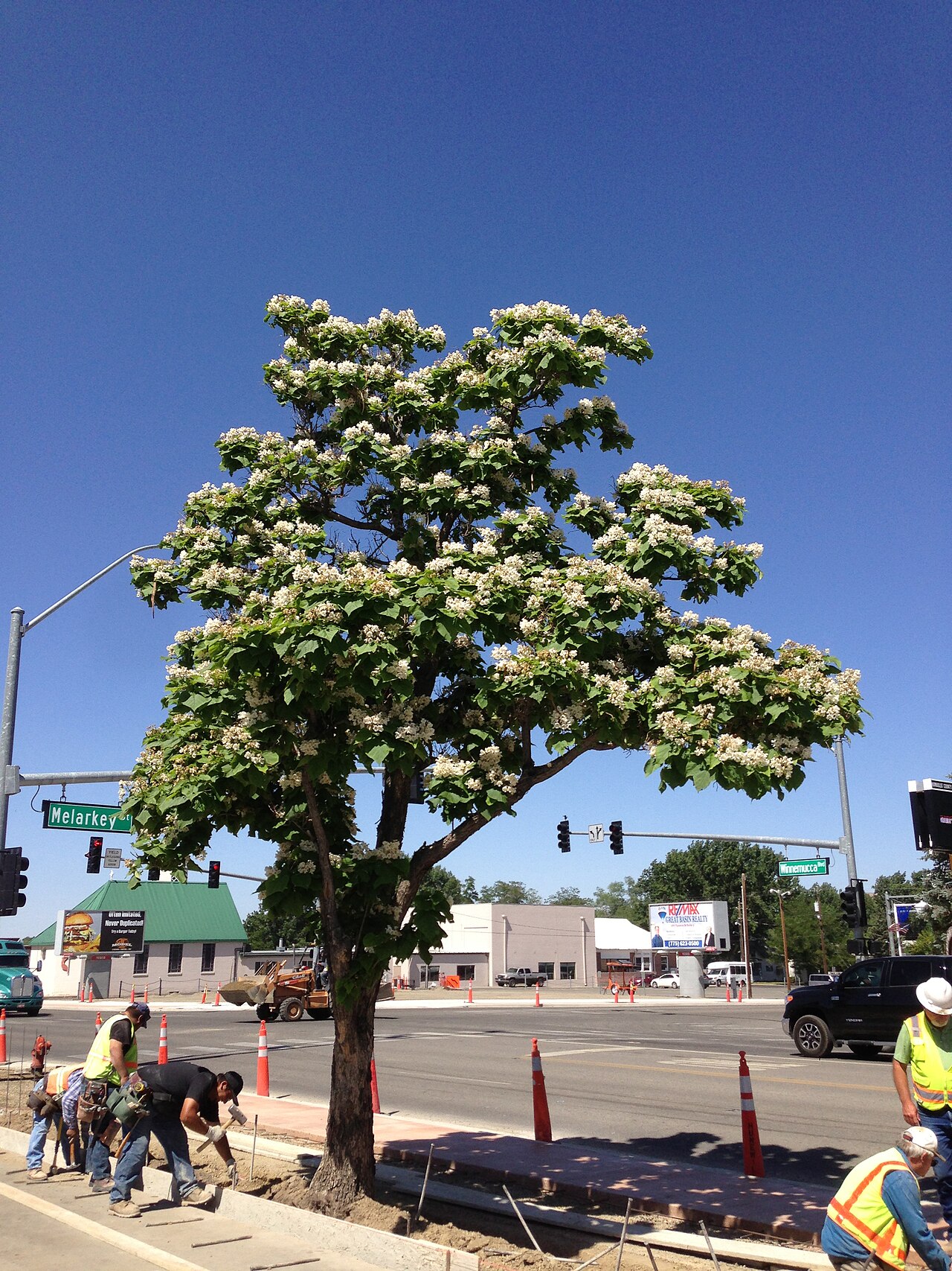 Northern catalpa: Catalpa speciosa in flower along Nevada State Route 289 (Winnemucca Boulevard) near U.S. Route 95 (West Winnemucca Boulevard and Melarkey Street) in Winnemucca,