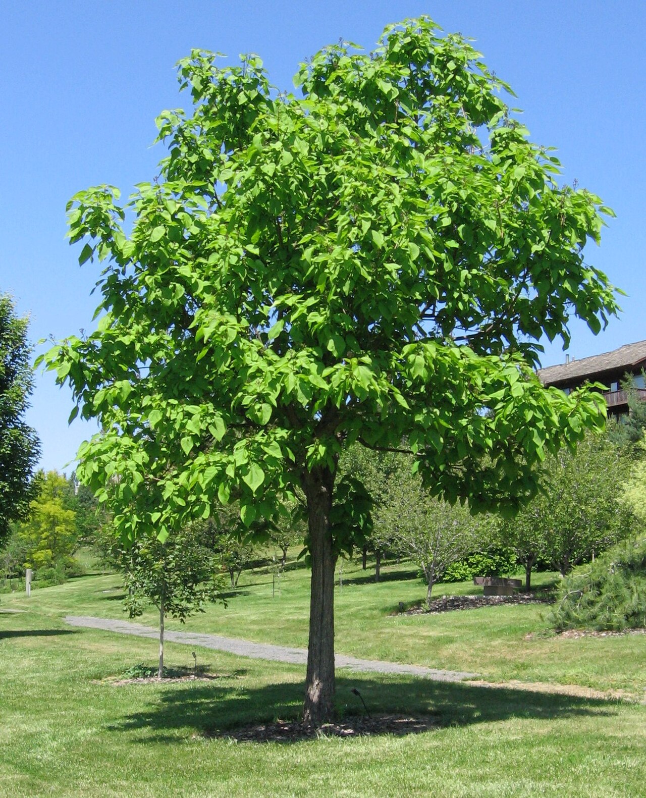 Northern catalpa: Catalpa speciosa (Northern Catalpa), photographed at the University of Idaho Arboreturm and Botanical Garden