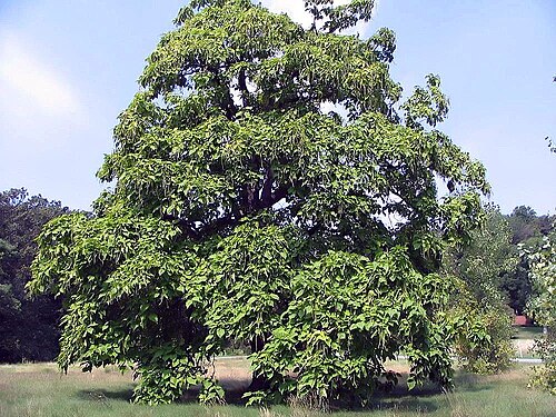Northern catalpa: Location taken: <a href=" http://www.usna.usda.gov/ " target="_blank">the United States National Arboretum</a>, Washington D.C.. Names: Catalpa speciosa Warder