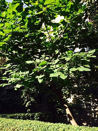 Northern catalpa: Northern Catalpa in Almaty