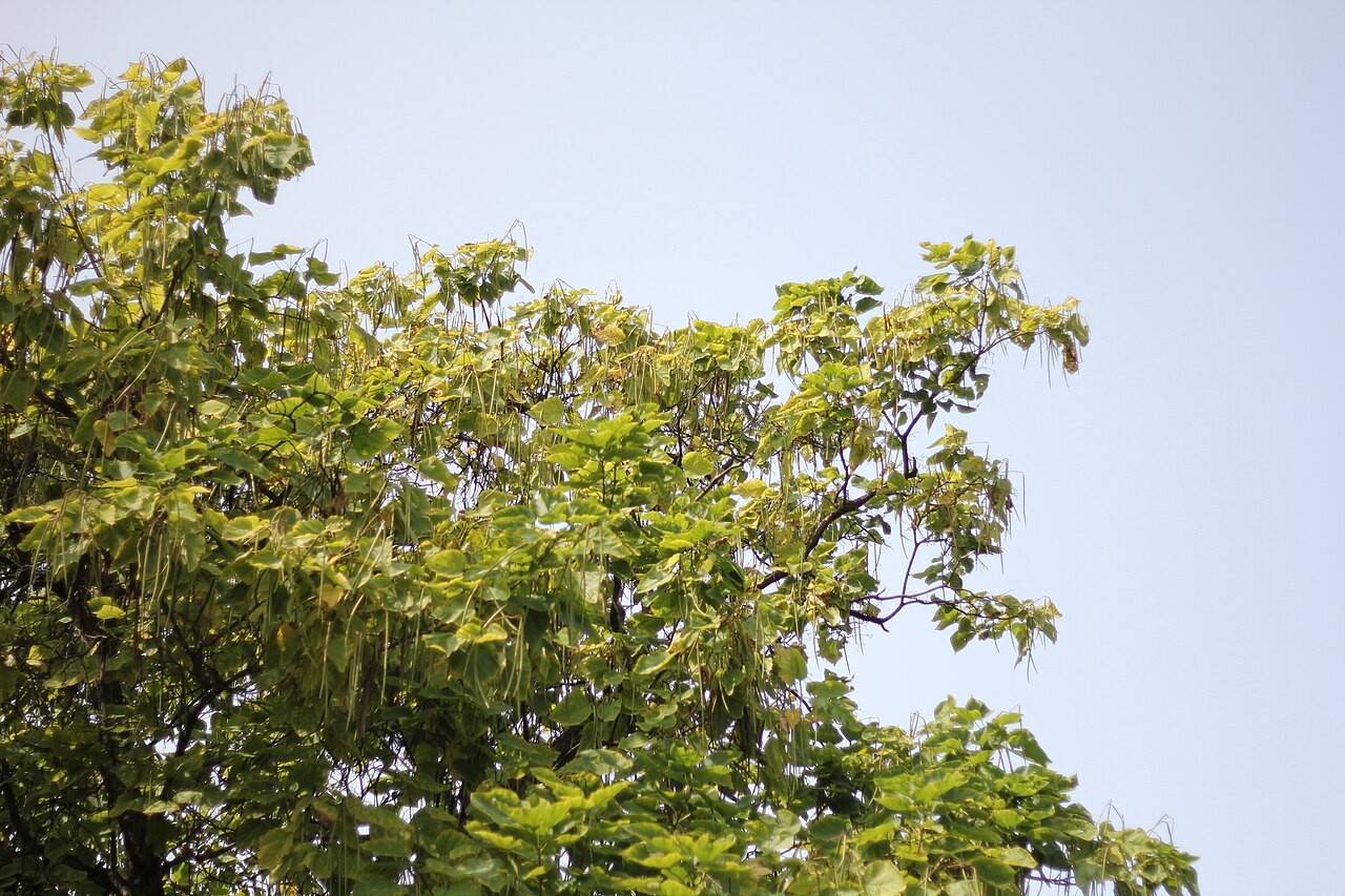Northern catalpa: Drvenaste vrste, biljke gradskih parkova.