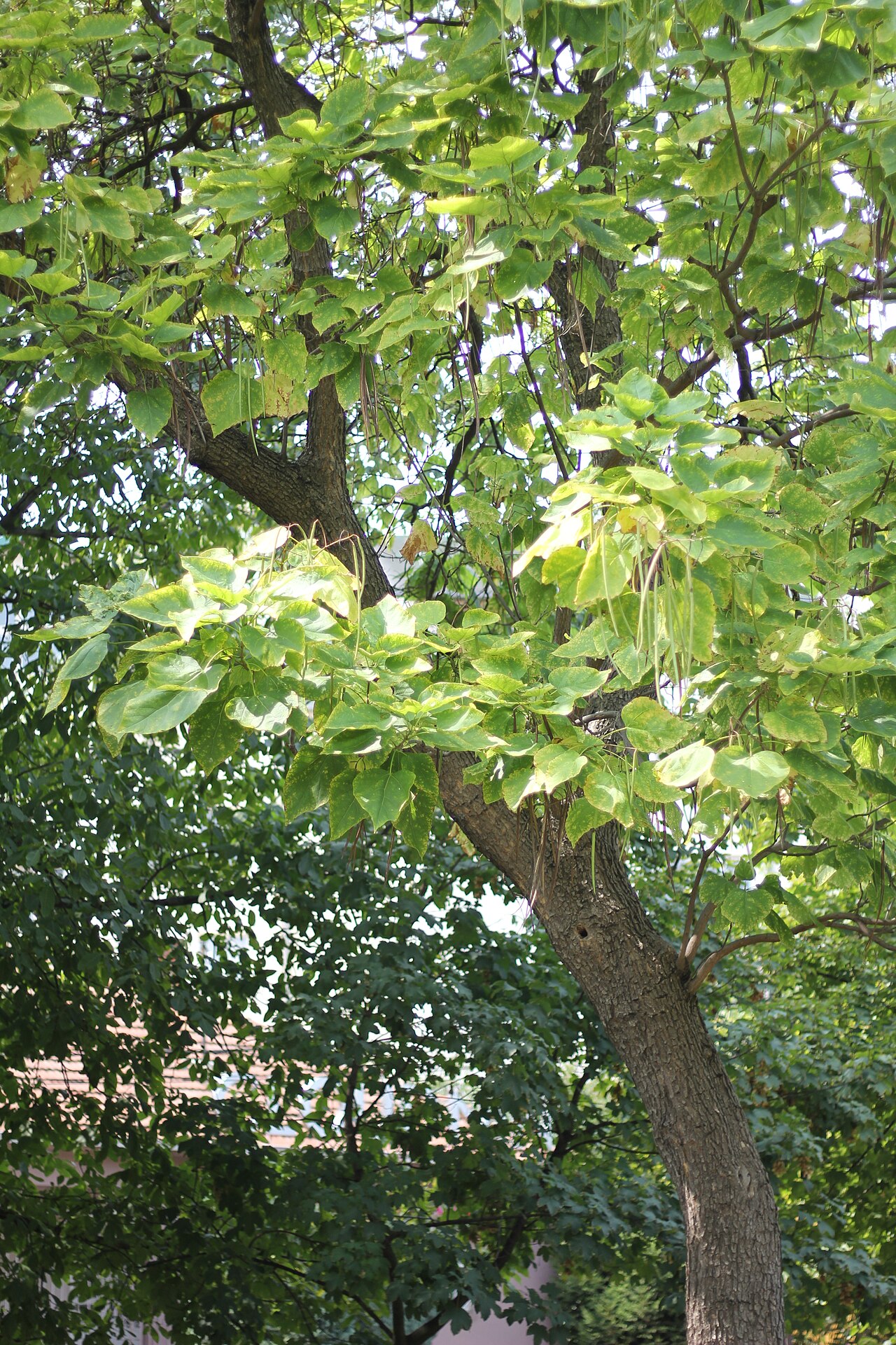 Northern catalpa: Drvenaste vrste, biljke gradskih parkova.