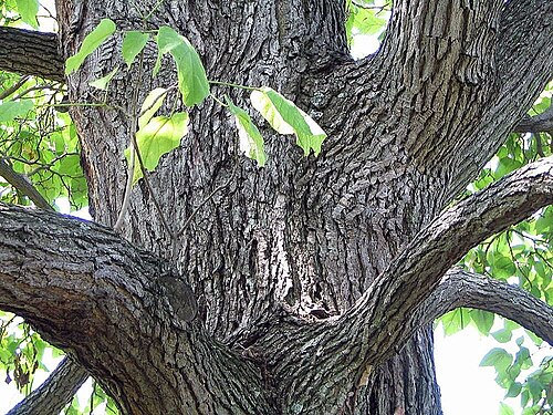 Northern catalpa: Location taken: <a href=" http://www.usna.usda.gov/ " target="_blank">the United States National Arboretum</a>, Washington D.C.. Names: Catalpa speciosa Warder