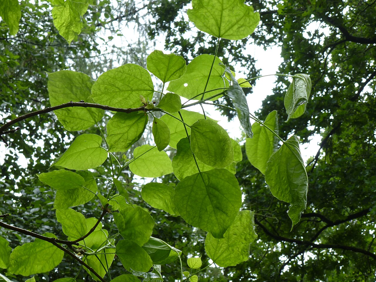 Catalpa × erubescens: Trompetenbaum