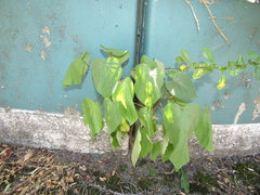 Catalpa × erubescens (Catalpa × erubescens)