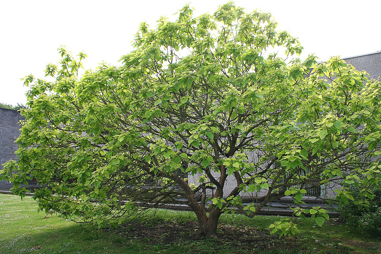 Catalpa × erubescens: Catalpa erubescens ou Catalpa hybride variété 'Pulverulenta' ( Catalpa erubescens 'Pulverulenta' ). Circonférence en cm mesurée à 1m50 du sol: 92 cm (2005) Haut
