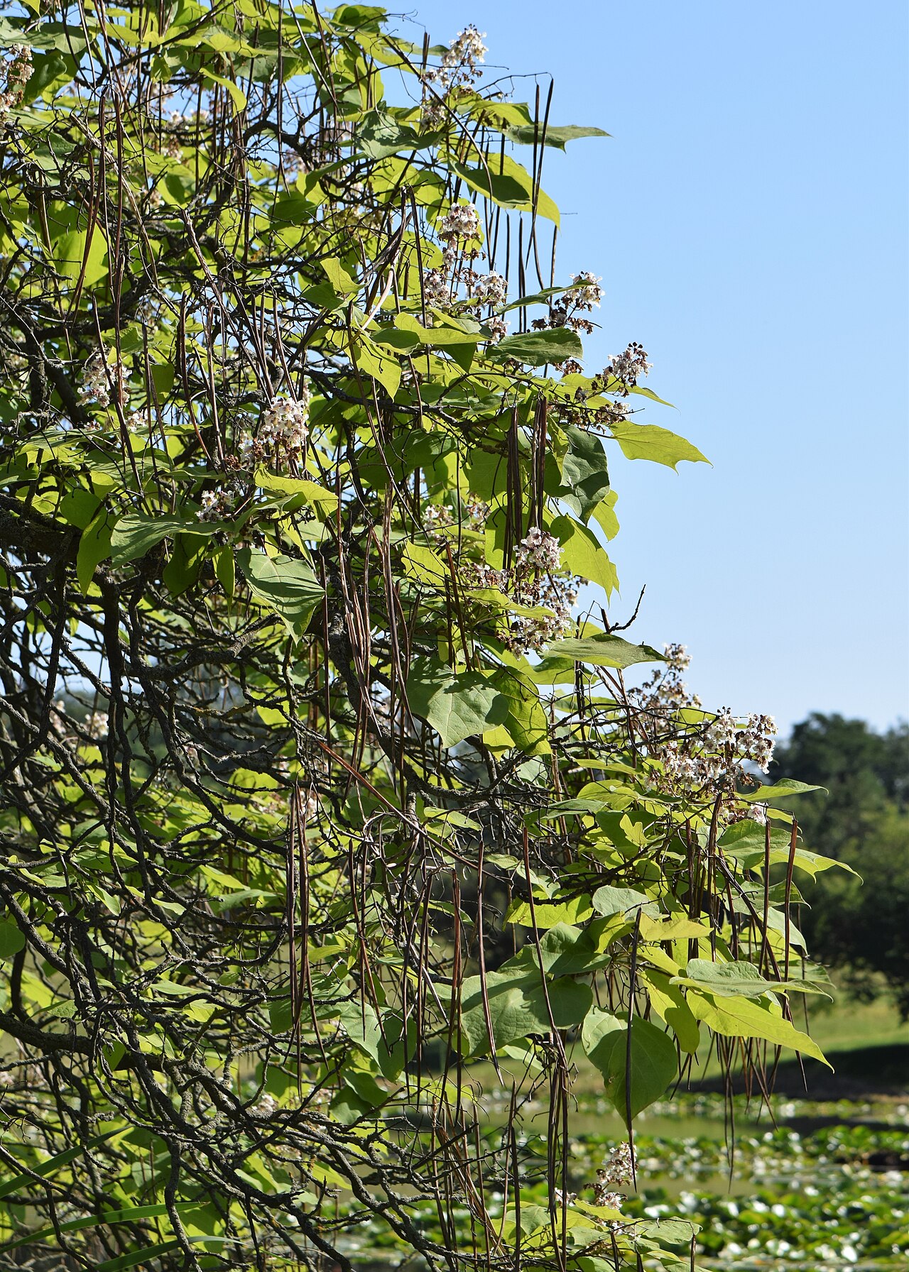 Catalpa × erubescens: Catalpa × erubescens in the Botanischer Garten, Berlin-Dahlem