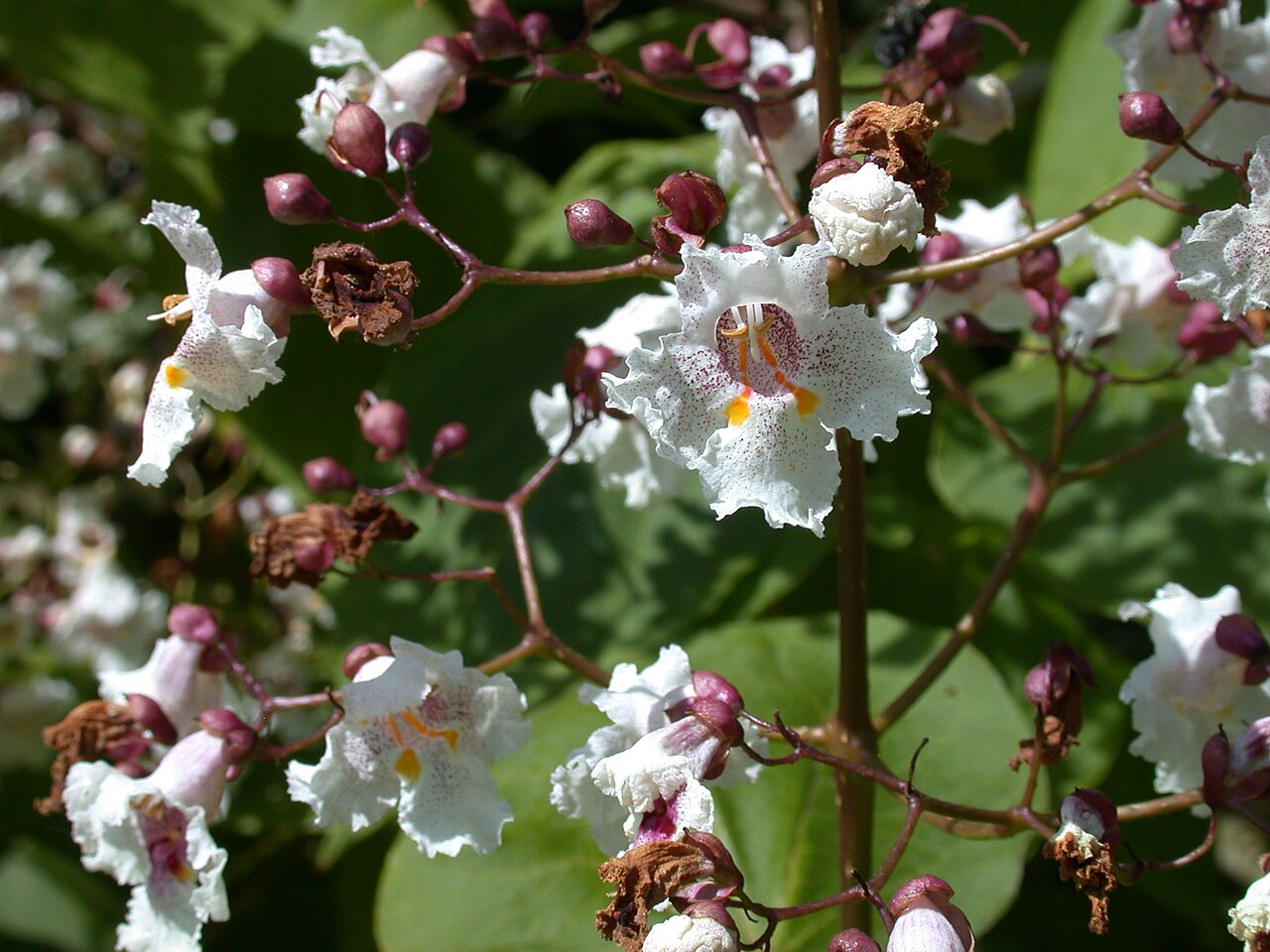 Catalpa × erubescens: Specimen labelled: "Catalpa x erubescens 'Purpurea'. Bignoniaceae. Garden Origin."