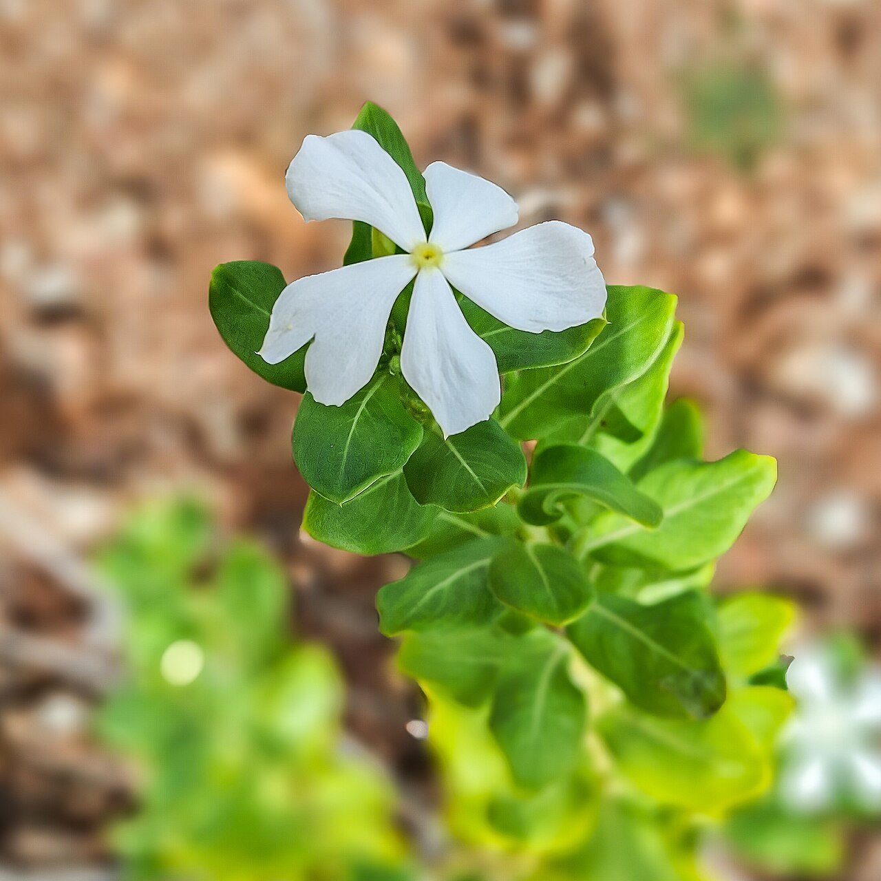 Catharanthus coriaceus: Catharanthus coriaceus in commune of Terre-de-Haut , Guadeloupe, France