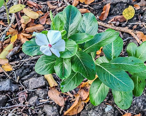 Catharanthus coriaceus: Catharanthus coriaceus in commune of Terre-de-Haut , Guadeloupe, France