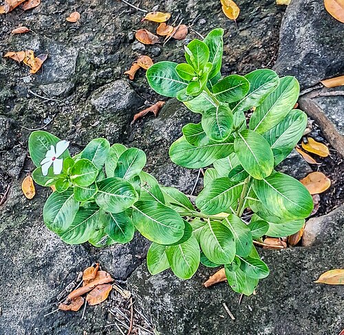 Catharanthus coriaceus: Catharanthus coriaceus in commune of Terre-de-Haut , Guadeloupe, France