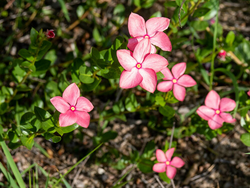 Catharanthus ovalis (Catharanthus ovalis)