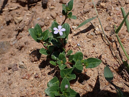 Catharanthus ovalis: Catharanthus ovalis in Madagascar