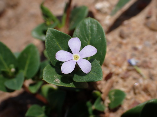 Catharanthus ovalis (Catharanthus ovalis)