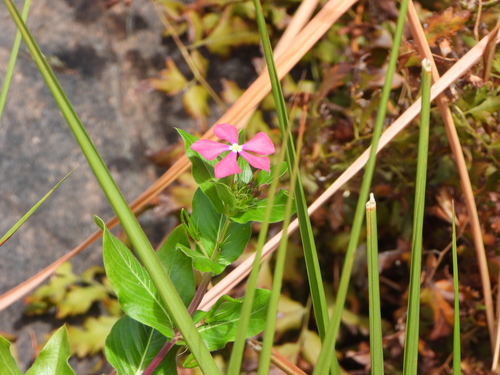 Catharanthus ovalis (Catharanthus ovalis)