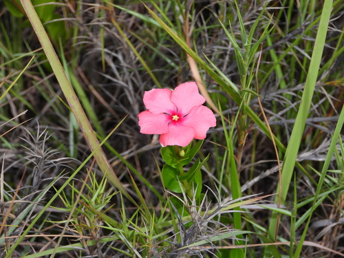 Catharanthus ovalis (Catharanthus ovalis)
