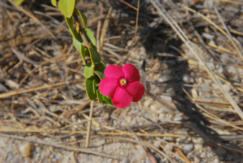Catharanthus ovalis (Catharanthus ovalis)
