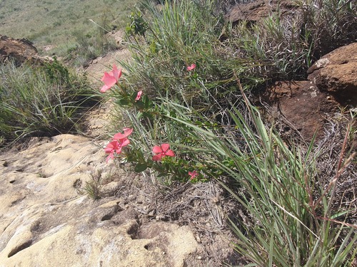 Catharanthus ovalis (Catharanthus ovalis)