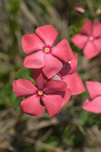 Catharanthus ovalis (Catharanthus ovalis)