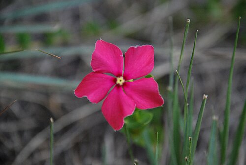 Catharanthus ovalis: Catharanthus ovalis in Madagascar