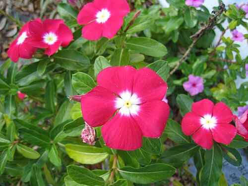 Catharanthus ovalis: Catharanthus ovalis