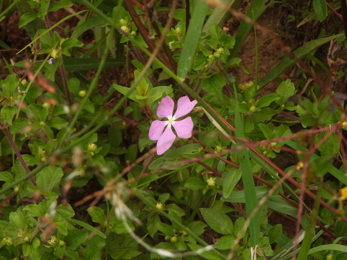 Catharanthus ovalis (Catharanthus ovalis)