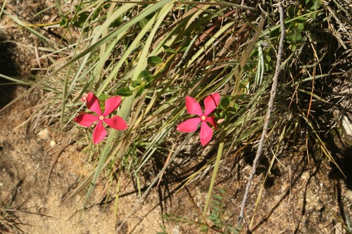 Catharanthus ovalis (Catharanthus ovalis)
