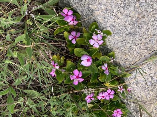 Madagascar periwinkle (Catharanthus roseus)