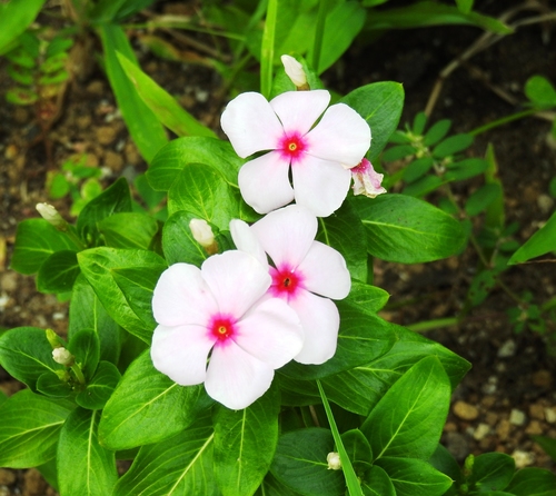 Madagascar periwinkle (Catharanthus roseus)