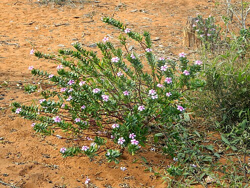 Madagascar periwinkle: Madagascar Periwinkle Catharanthus roseus , Ifaty, Madagascar.