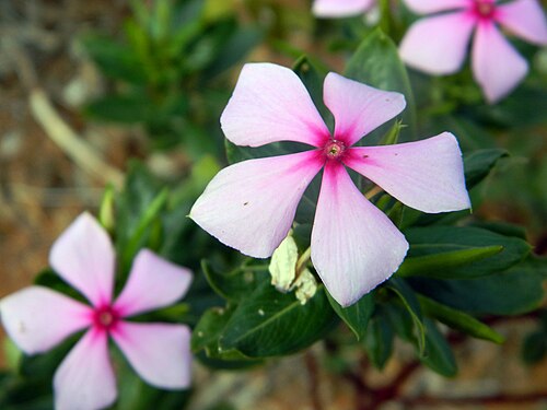 Madagascar periwinkle: Madagascar Periwinkle Catharanthus roseus , Ifaty, Madagascar.