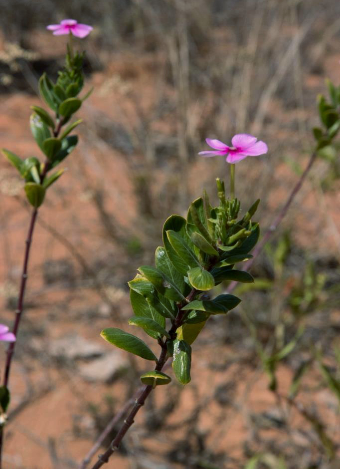 Madagascar periwinkle: Madagascar Periwinkle Catharanthus roseus , Zombitse-Vohibasia National Park, Madagascar.