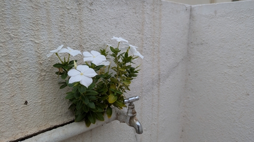 Madagascar periwinkle (Catharanthus roseus)