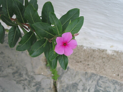 Madagascar periwinkle (Catharanthus roseus)