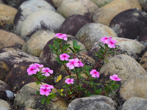 Madagascar periwinkle (Catharanthus roseus)